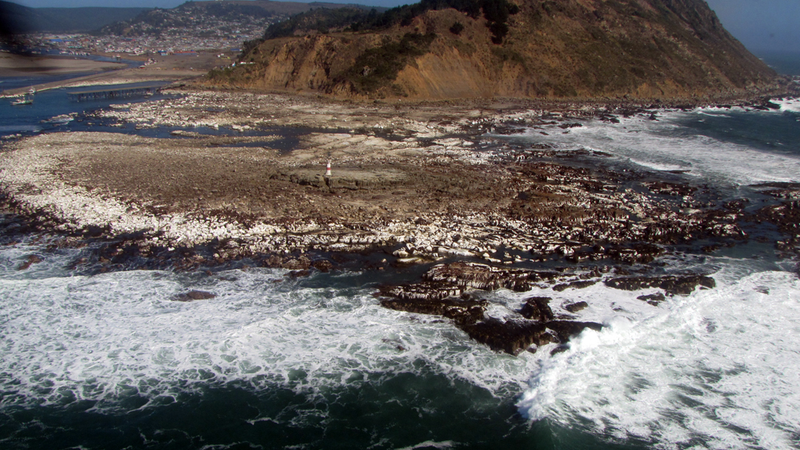 Illustration for article titled How the Chile earthquake created miles of new, "uplifted" coastline
